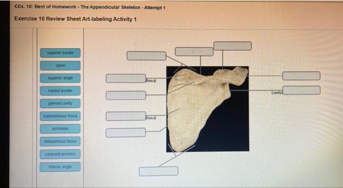 The appendicular skeleton exercise 9