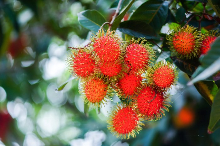 Rambutan seed conkers angmohdan nephelium obsession lappaceum