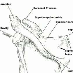 The appendicular skeleton exercise 9