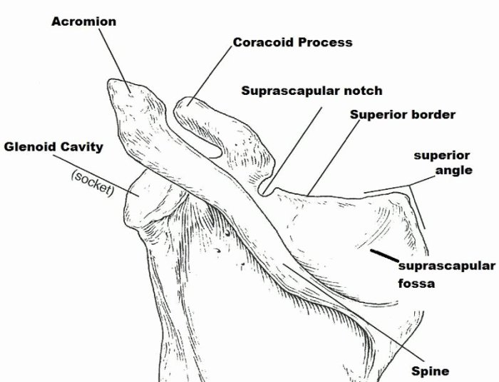 The appendicular skeleton exercise 9