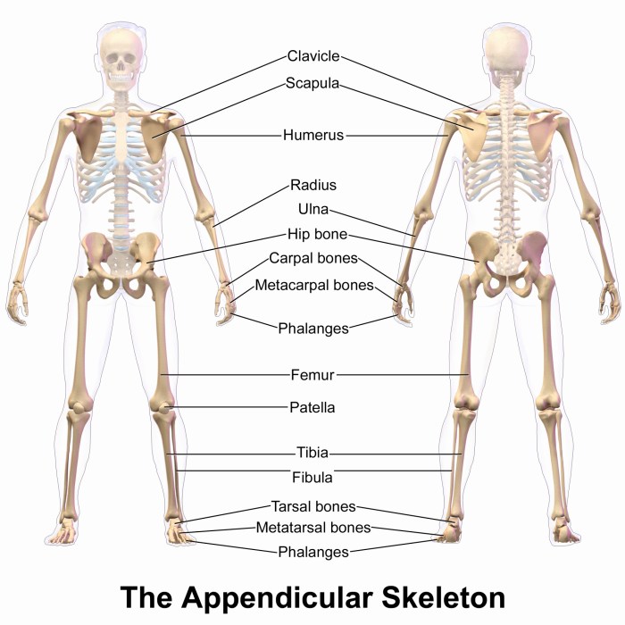 Skeleton appendicular exercise bone pectoral upper bones limb markings girdle solved problem been has homework identify