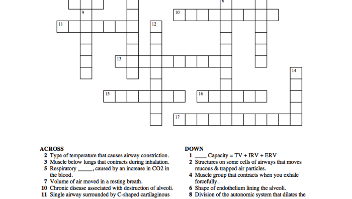 Nervous system crossword puzzle answer key