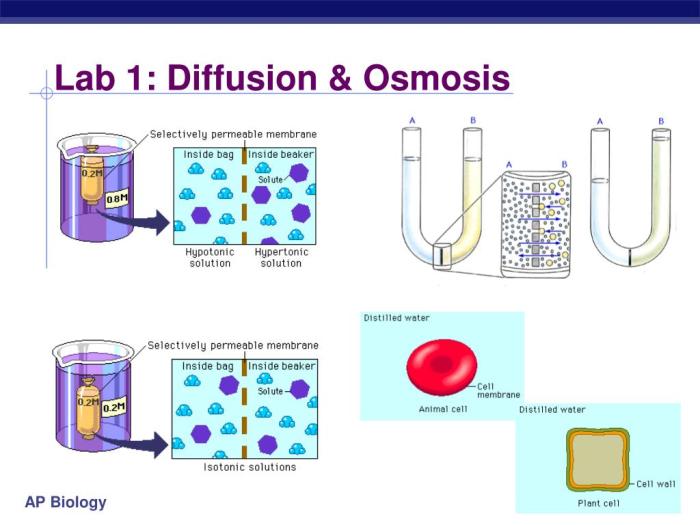 Ap biology diffusion and osmosis lab answers