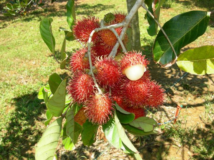 Rambutan fruit benefits health diet loss weight other