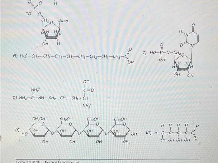 Macromolecules cell carbohydrates nucleic lipids proteins acids biomolecules molecules protein enzymes