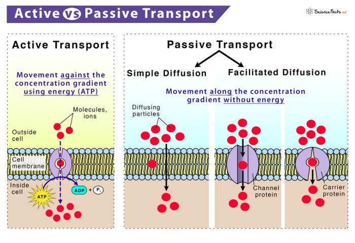 Active transport and passive transport venn diagram