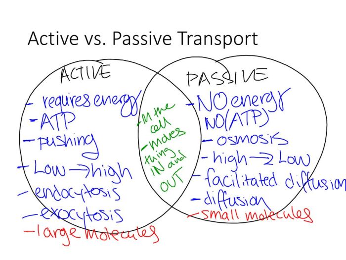 Active transport and passive transport venn diagram