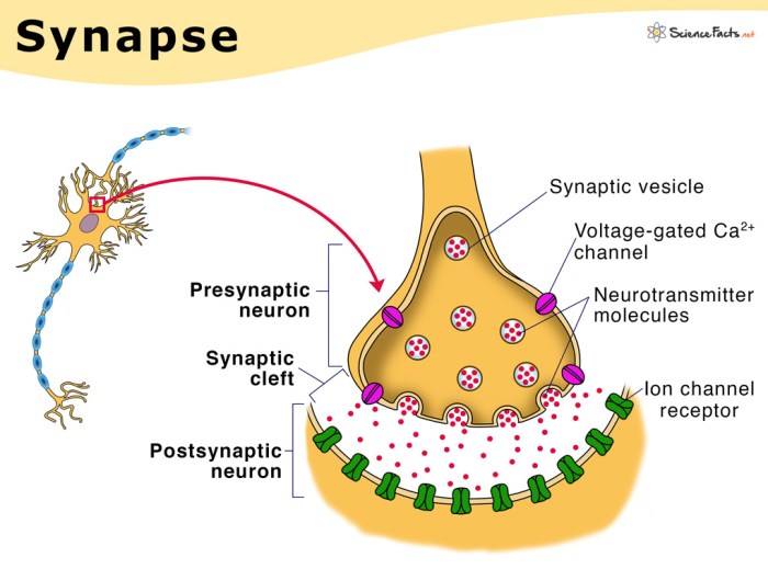 Correctly synapse adjust