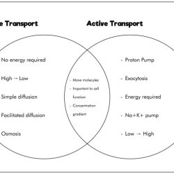 Transport passive active difference between biology mechanisms process energy doesn these know executed two