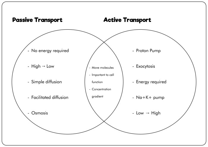 Transport passive active difference between biology mechanisms process energy doesn these know executed two