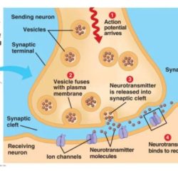 Correctly label the different parts of a chemical synapse: