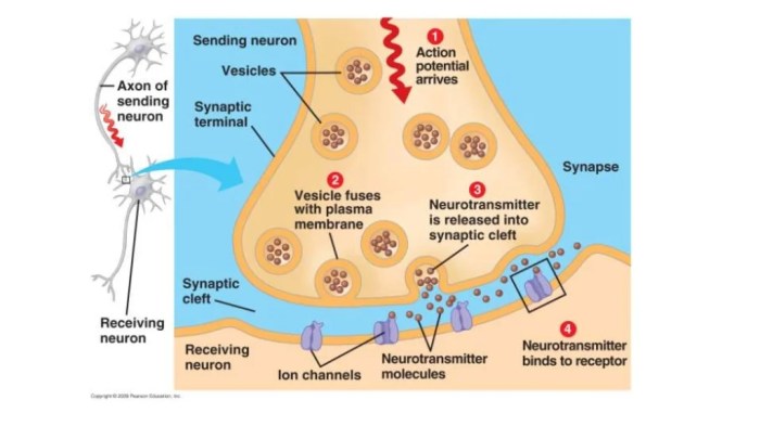 Correctly label the different parts of a chemical synapse: