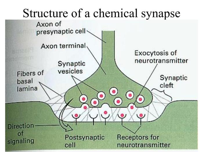 Correctly label the different parts of a chemical synapse: